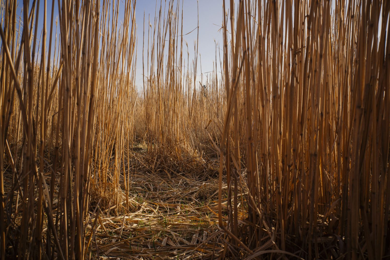 Aufnahme Serie "Mensch und Natur": Hallbergmoos